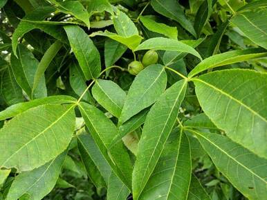 Hickory Tree for sale - Mail Order Nursery - Buy Online