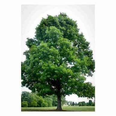 Black Oak Seedlings for sale - Mail Order Nursery - Buy