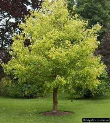 Box Elder Tree for sale - Mail Order Nursery - Buy Online