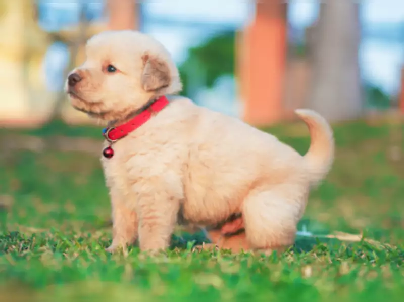 Small Dog Breeds In India: Howitstart