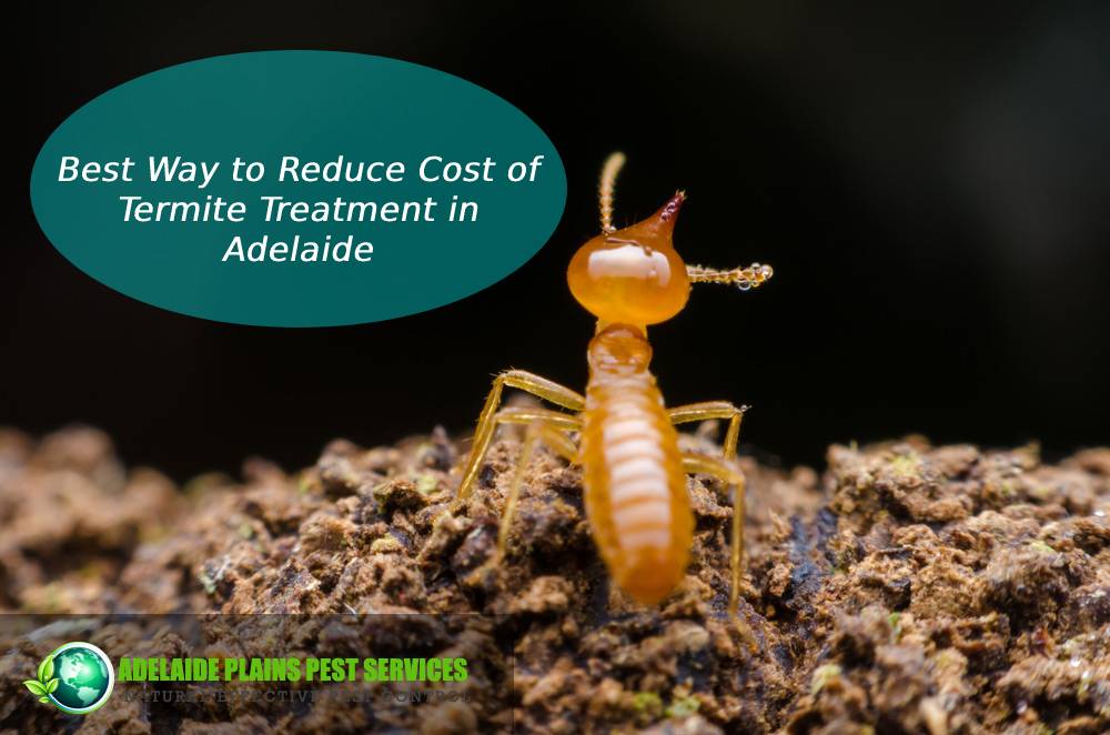 A Best Way to Reduce Cost of Termite Treatment in Adelaide