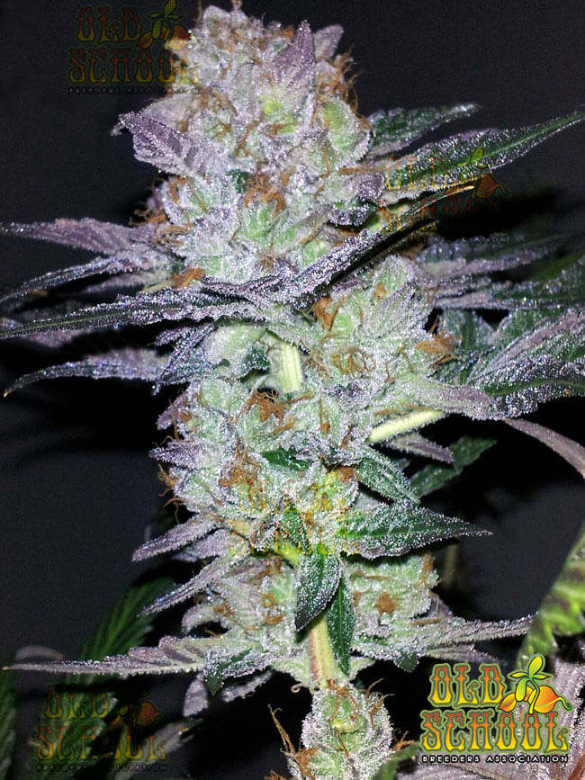 Early Bubba Kush Seeds - Old School Breeders Association