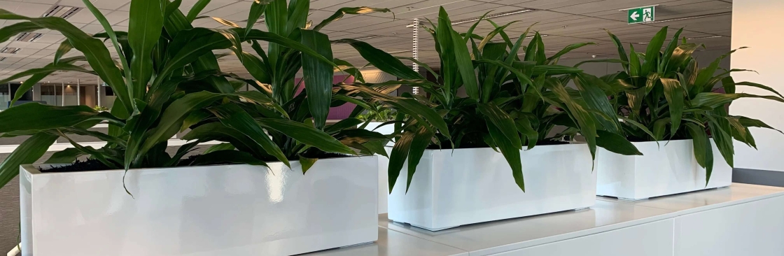 Foliage Indoor Plant Hire Cover Image
