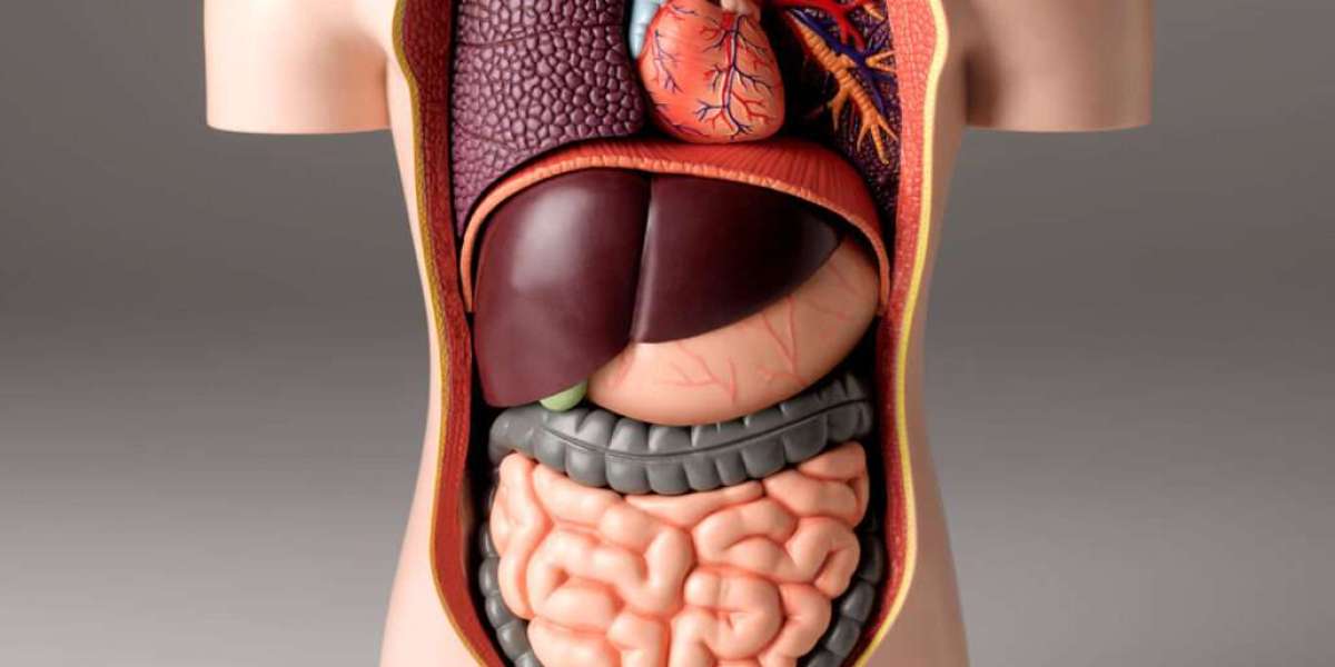 Understanding Your Liver: Location, Function