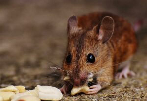 Rat Removal Mernda, Pest & Rodent Control Mernda
