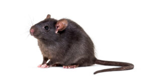 Rat Removal Brunswick, Rat & Rodent Control Brunswick