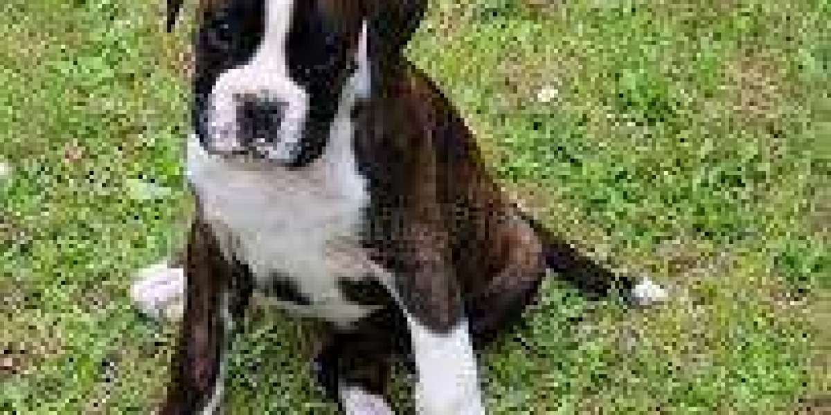 Finding Your Furry Companion: Boxer Puppies for Sale in Bangalore at Best Prices