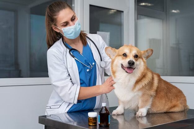 How to Prevent Diabetes in Your Pets? | by Eastwood Animal Clinic | Jan, 2024 | Medium