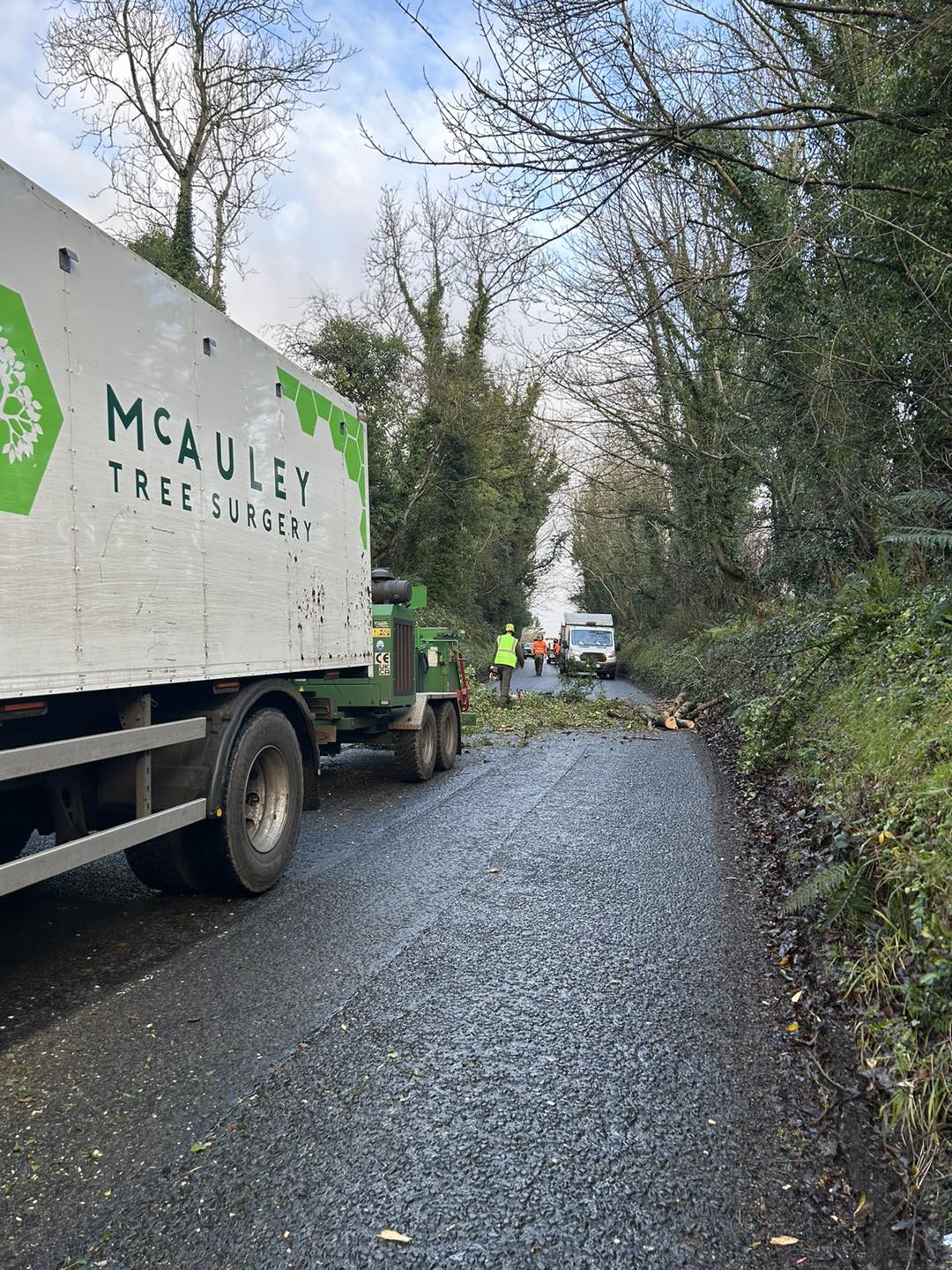Best Commercial Tree Removal and Professional Tree Surgery Services : mcauleytree — LiveJournal