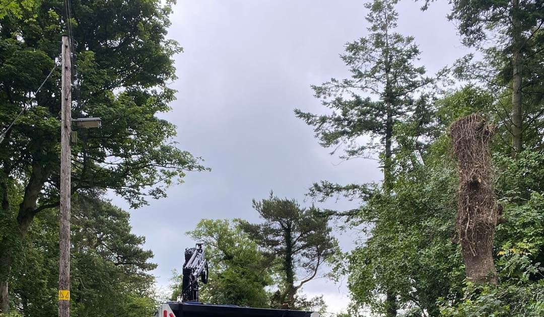 Elevate Your Landscape with Expert Belfast Tree Surgeons