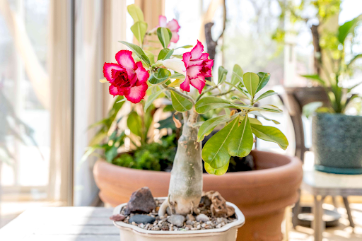 Blooming Elegance: Elevate Your Indoor Spaces with Desert Rose in Stylish Indoor Pots