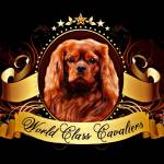 World Class Cavaliers LLC Profile Picture