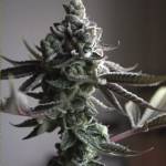 Dagga Seeds Profile Picture