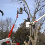 Tree Services Profile Picture