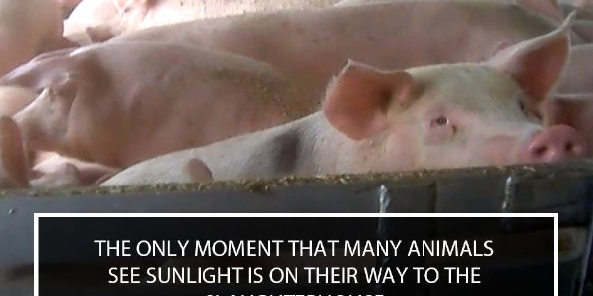 The Dark Truth Behind Factory Farm Animal Cruelty