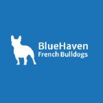 BlueHaven French Bulldogs Bulldogs Profile Picture