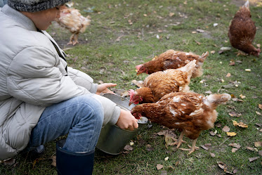 How to Reduce Stress for Chicken Health