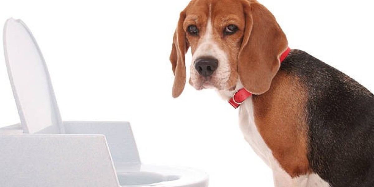Addressing Canine Swollen Anus: Home Treatments for Comfort and Relief