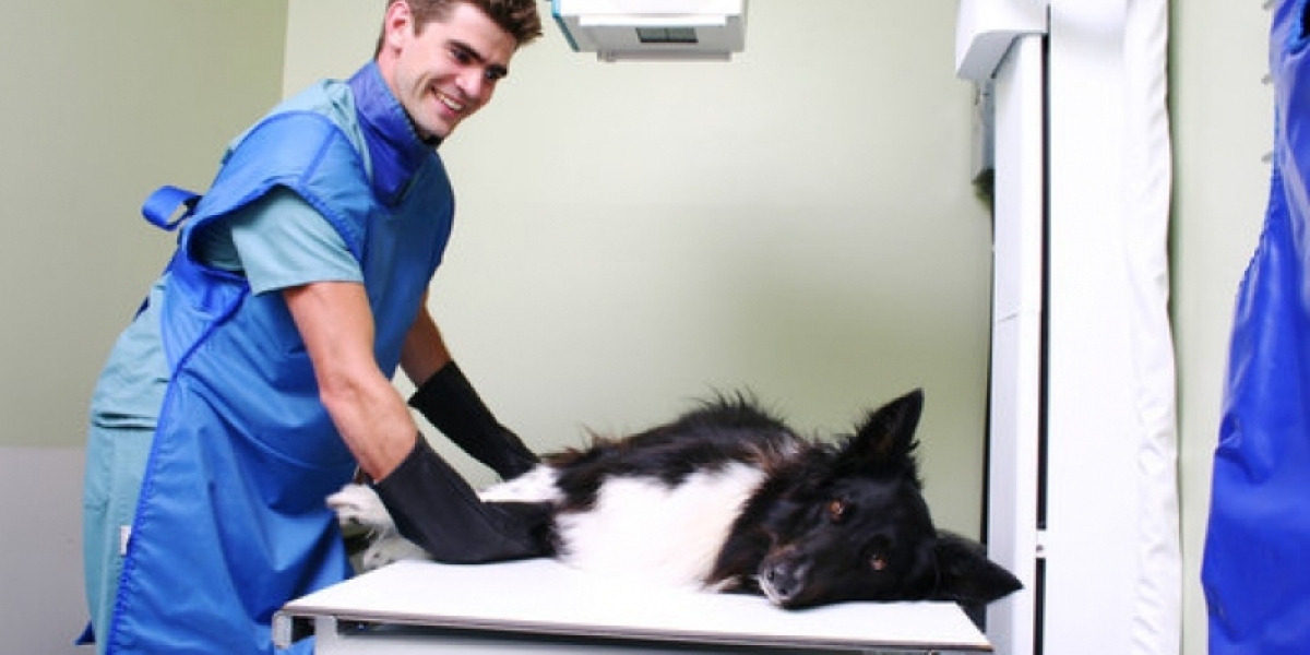 Entenda o Valor do Eletrocardiograma para Seu Pet: Preços e Fatores que Influenciam